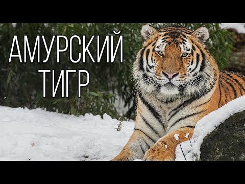 Амурский тигр: Могучий хозяин Тайги | Интересные факты про тигров