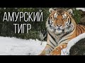 Амурский тигр: Могучий хозяин Тайги | Интересные факты про тигров