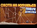 ОХОТА НА МУРАВЬЕВ ( Webbed )