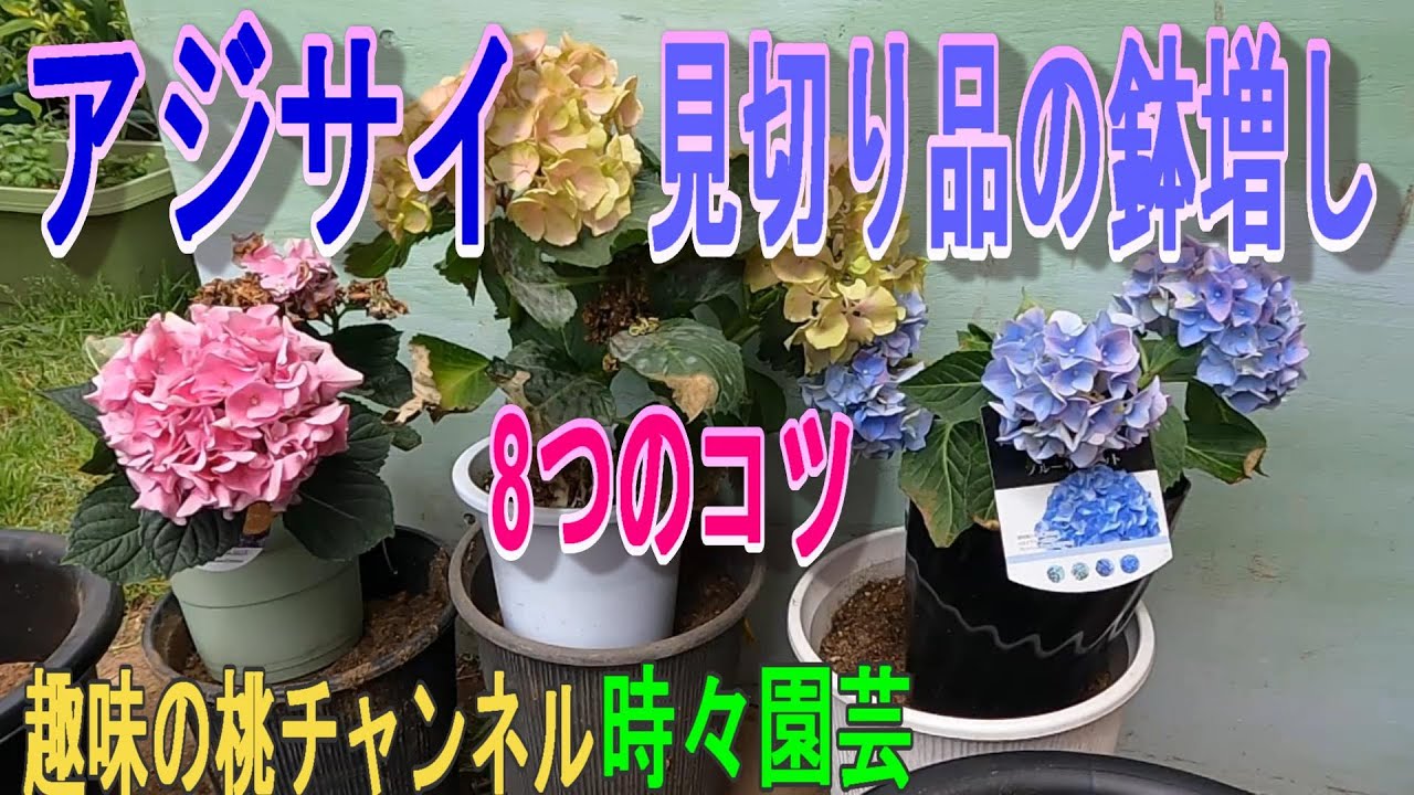 アジサイ】見切り品の鉢増し 8つのコツ 23/7/12 - YouTube