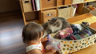 荷造りさせない猫　ノルウェージャンフォレストキャットA cat that interferes with packing. Norwegian Forest Cat.