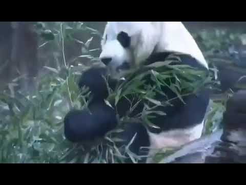 新高地TV：美国将象征着中美友谊的大熊貓贝贝退还给中国