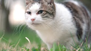 公園に捨てられた猫たちが朝ごはんを待っている【地域猫 】 #野良猫 #捨て猫