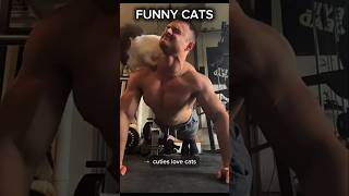 Ranking FUNNY Cats #cat #funny #funnyshorts #funnycats #memes
