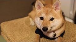 シバチャンネル Youtube シバチャンネル Youtube