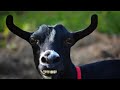 Лучшие смешные видео с животными 🤣 #4