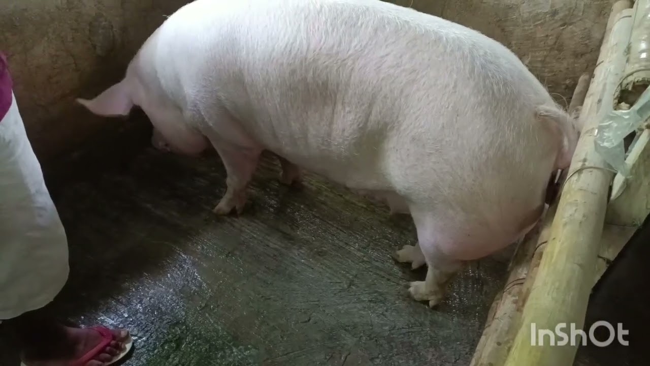 AI is done, salamat sa ating kaibigan...