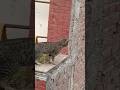 Cat Walking on the balcony railing #cat #shorts