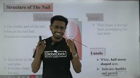 Grade 8 General science unit 4  _  4.1.1 Components of the integumentary system part 4