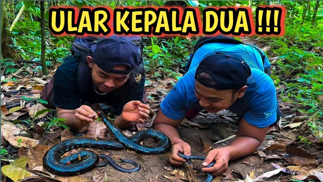 GEMPAR‼️ Ular Kepala Dua Ditemukan di Tengah Hutan Tasikmalaya!!! Gak Nyangka Masih Hidup!!!