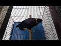 Kicauan Burung Beo Nias Mp3 - Mp4 Download