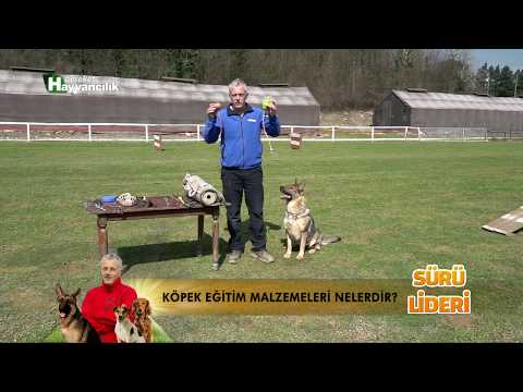 Video: Foo köpeklerini nasıl organize edersiniz?