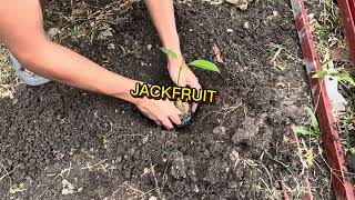 PLANTING FRUIT BEARING SEEDLINGS! | WIT SCI MIDTERM PERFORMANCE TASK