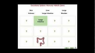 CC7551 Circulatory, Digestive & Reproductive Systems: Memory Match Game Mini - 2013 screenshot 2