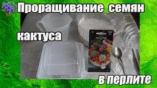 Проращивание семян кактуса безземельным способом в перлите в домашних условиях.Часть 1 Проращивание семян кактуса безземельным способом в перлите в домашних условиях.Часть 1
