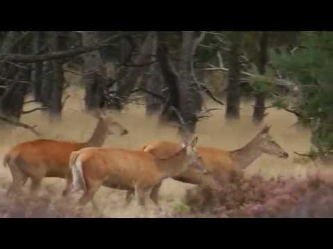 Video: Bezoek de Arkansas Elk in Boxley Valley, Arkansas