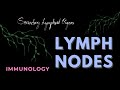 Lymph Nodes | Lymphatic System | Secondary Lymphoid Organ | Immunology