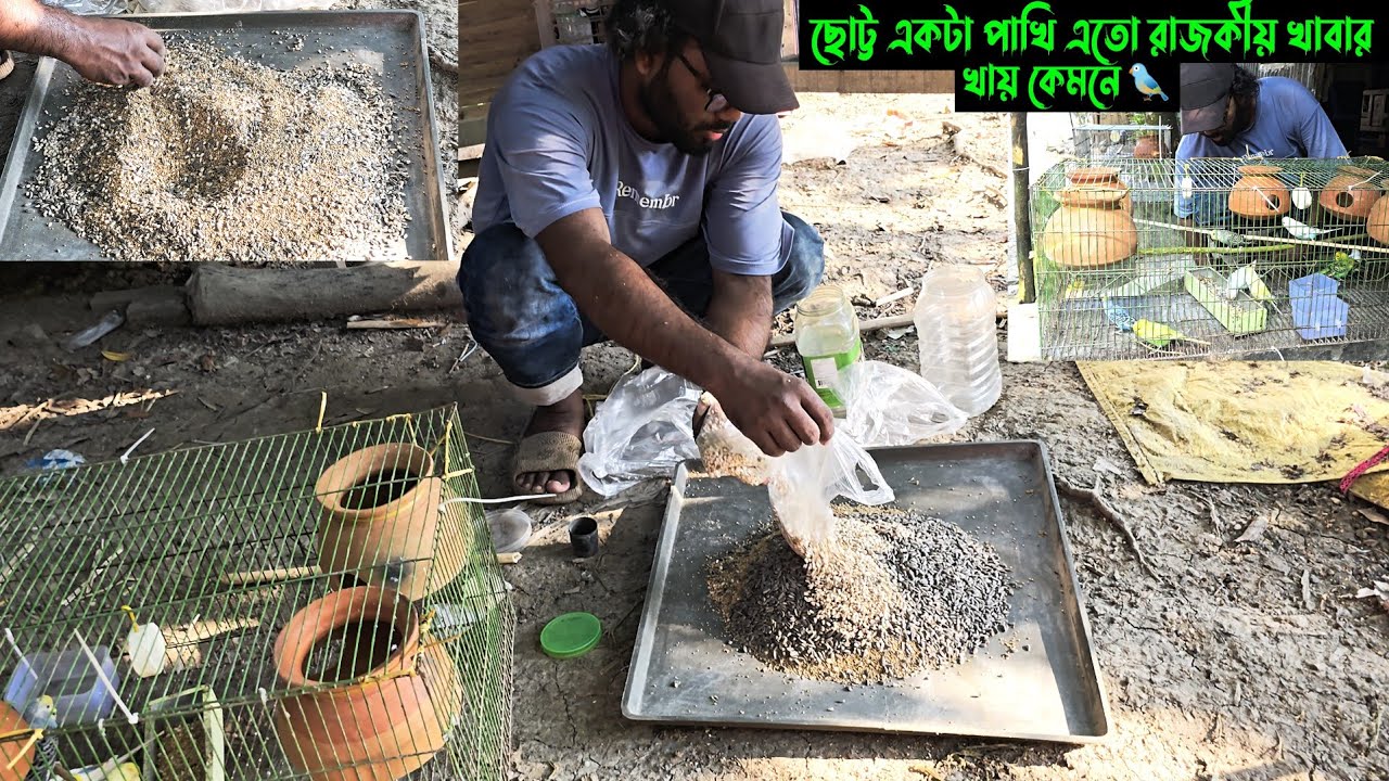 ছোট্ট একটা পাখি এতো রাজকীয় খাবার খায় কেমনে৷ 🐦🤔