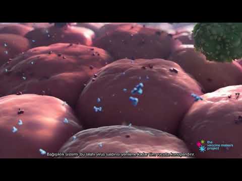 Virüs ve Bağışıklık Sistemi Animasyonu