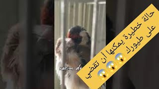 حالة نادرة تقدر تقضي على طيورك 😱😱😱 الحذر ثم الحذر