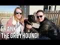 ADOPTING OUR GREYHOUND (& why they make great pets!) | Storytime & Vlog