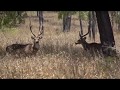 Chital Deer Hunting Australia, Velvet Stags