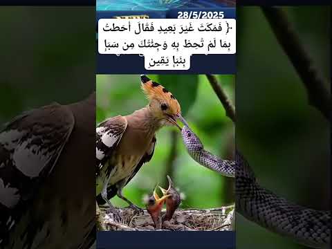 الهدهد وسبأ إعجاز رباني في طائر صغير