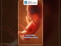 Introduction Fertilization Process