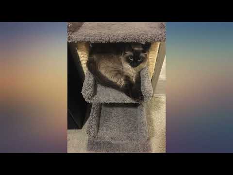 Royal Canin Indoor Adult Dry review