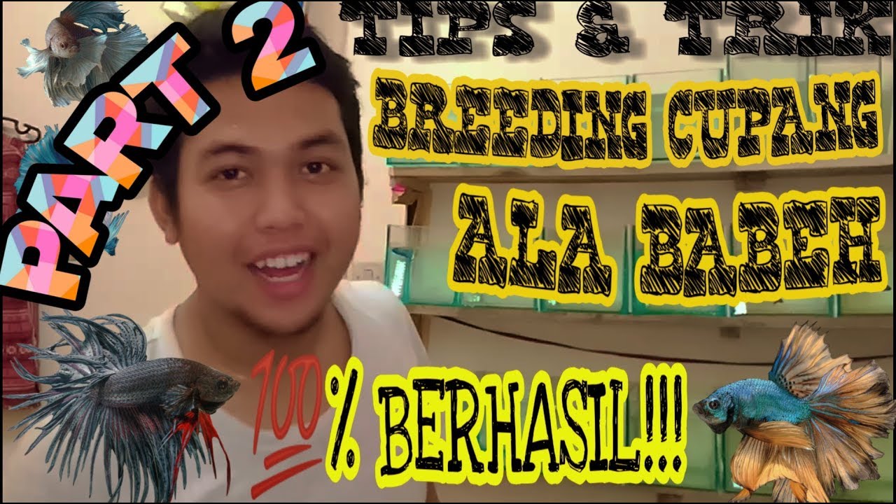 Tutorial atau cara mengawinkan ikan cupang 💯% BERHASIL #PART 2 