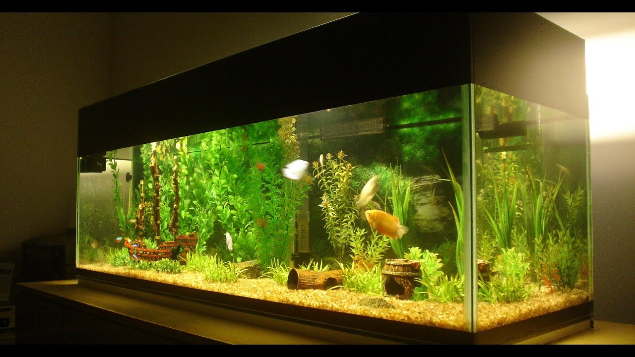 Montagem de Aquário Comunitário de 80 litros - YouTube