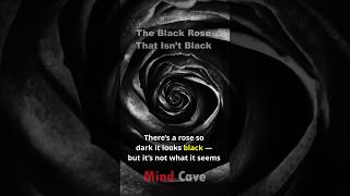 The Black Rose That Isn’t Black 🥀🌑