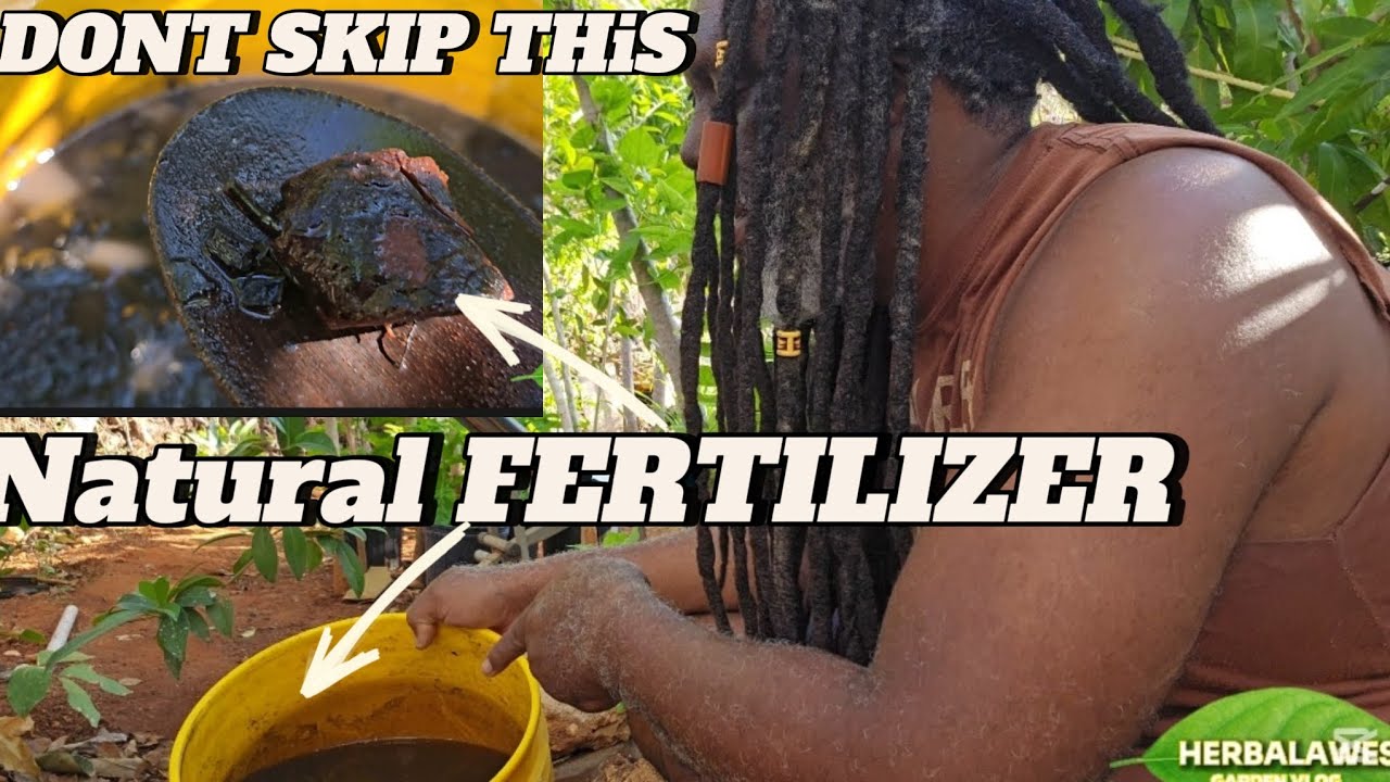 MAKE LIQUID FERTILIZER FROM CHANEY ROOTS, ACTIVATIVE CHARCOAL, BIG ...