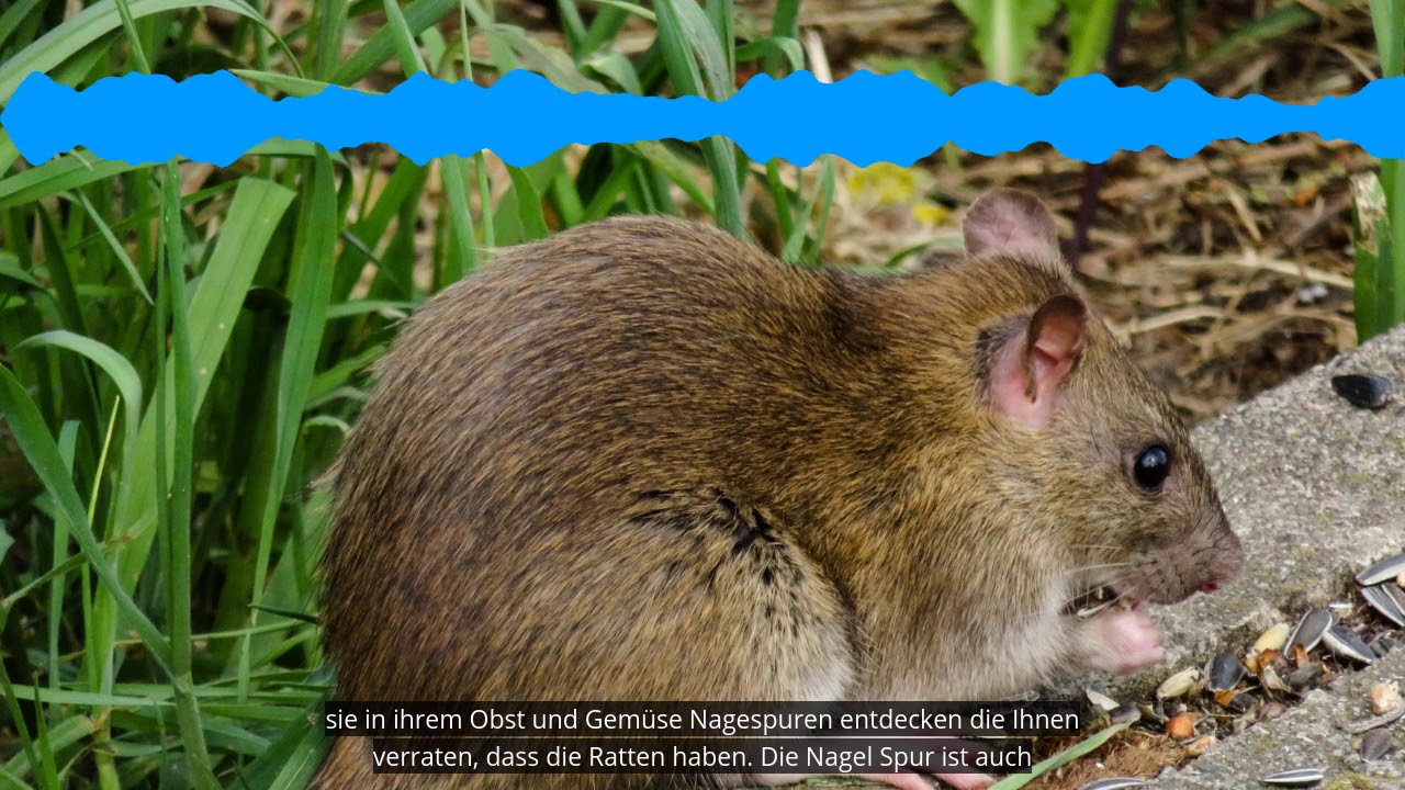Ratten Im Garten Erkennen Und Bekampfen Die Besten 3 Tipps Youtube