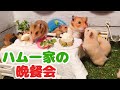 【かわいい】ハムスター家族が晩餐会を開いたら‥？【赤ちゃん離乳食】