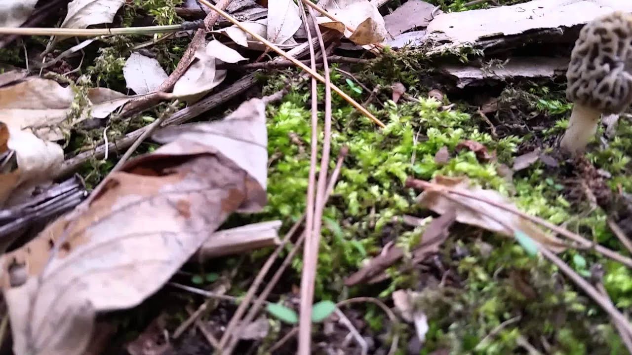Morel hunting YouTube
