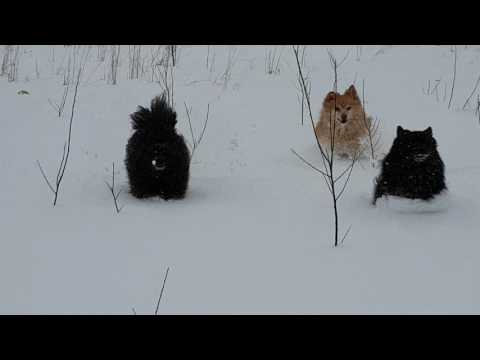 Video: Kul I Snön Med Fido: Sätt Att Spela Med Din Hund På Vintern