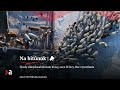 Úrady zlikvidovali Rusom kravy, ovce či ťavy. Bez vysvetlenia | Aktuality #n-l