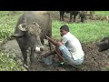 Village People Making Buffalo Curd   ||  Village life in Sri Lanka || EP 02