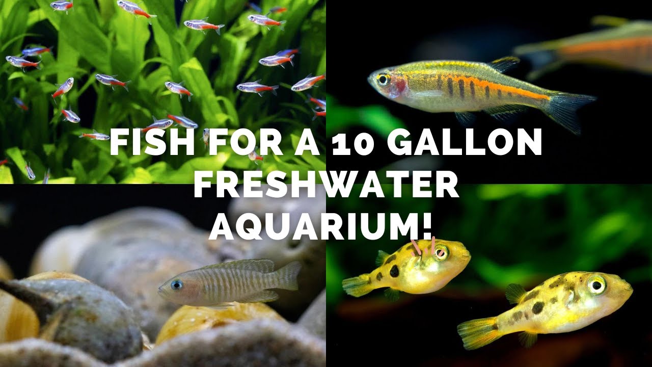 Top fish for a 10 gallon freshwater aquarium youtube