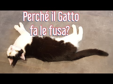 Video: Perché il mio gatto fa le fusa così tanto?