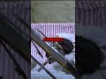 Jackie Chan's Near-Death Stunt: Clock Tower Fall in Project A