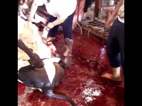 جزاره المعلم أحمد صابر افخم انواع اللحوم البلدي 4