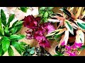 Home Depot Plant Haul February 10, 2019