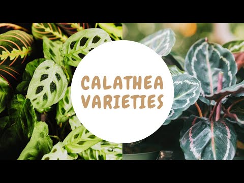 Video: Calathea është Një Lule Lutjeje