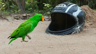 Easy Quick Parrot Trap Make From Deep Hole And Helmet - How To Make Bird Trap