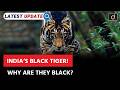 Black Tiger National Geographic Latest Update Drishti IAS English Black Tiger National Geographic Latest Update Drishti IAS English