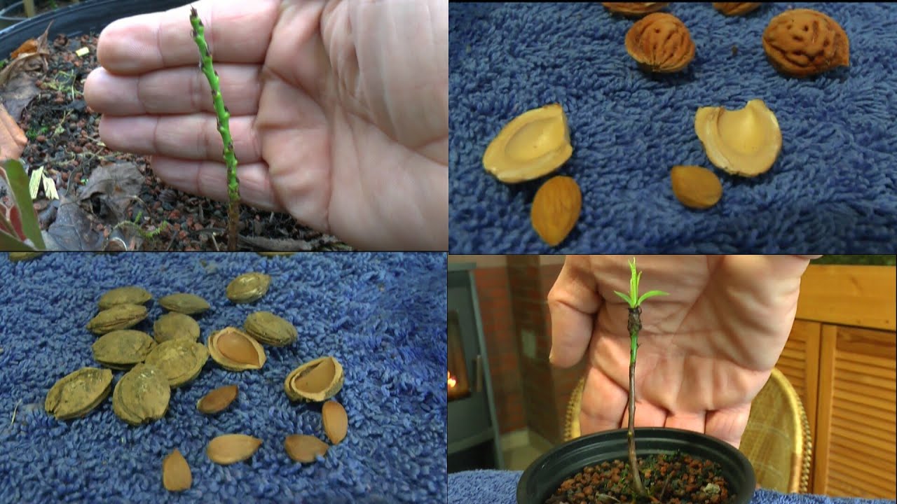 Pfirsich und Pflaume durch Samen Vermehren - YouTube