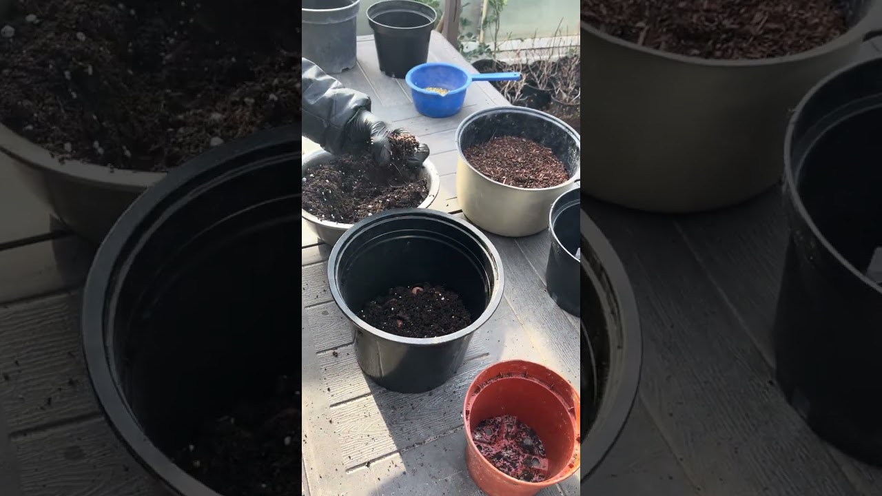 Гортензия крупнолистная Пересадка