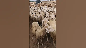 صوت الأغنام 